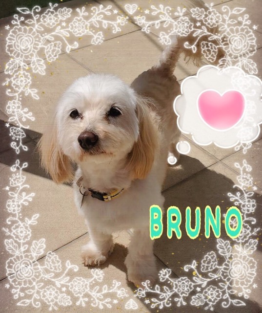 bruno.jpg