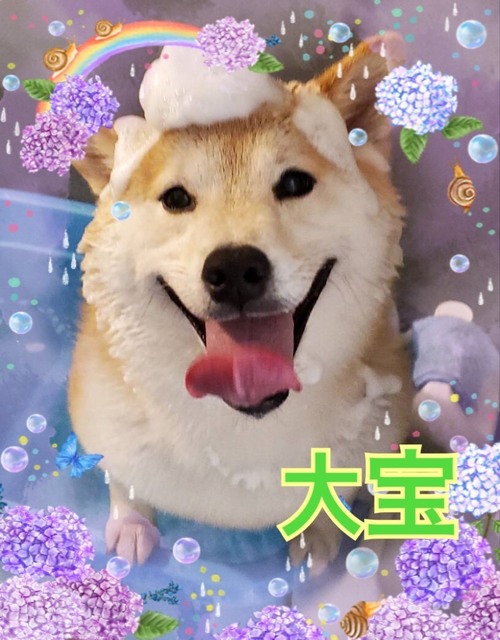 daigo.jpg